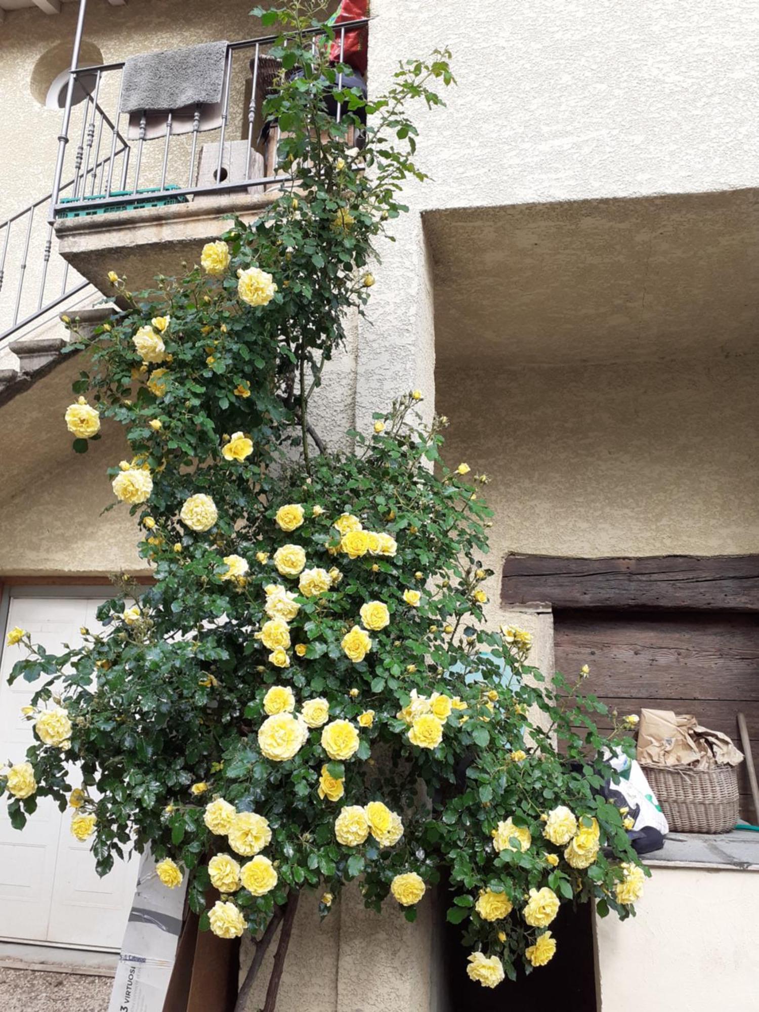 De Caractere Apartment *